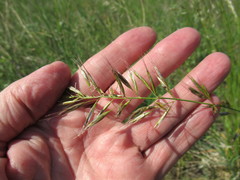 Helictochloa hookeri schelliana