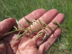 Helictochloa hookeri schelliana