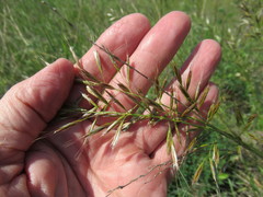 Helictochloa hookeri schelliana