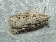 Acropolitis canana