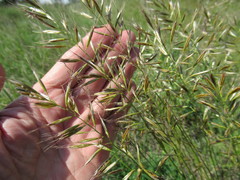 Helictochloa hookeri schelliana