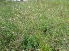 Helictochloa hookeri schelliana