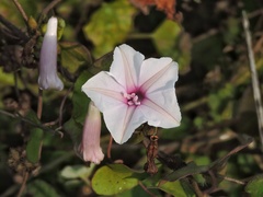 Ipomoea sagittifolia