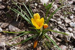 Crocus korolkowii