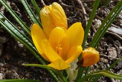 Crocus korolkowii