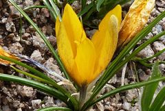 Crocus korolkowii