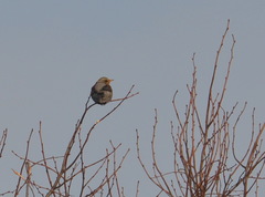 Turdus pilaris