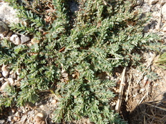 Euphorbia stictospora