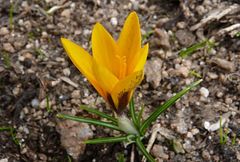 Crocus korolkowii
