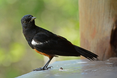 Thamnolaea cinnamomeiventris autochthones