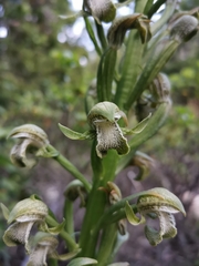 Chloraea cylindrostachya