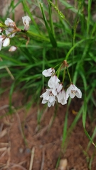 Nothoscordum andicola