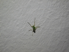 Chironomidae