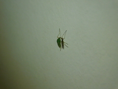 Chironomidae