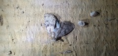 Amphipyra effusa