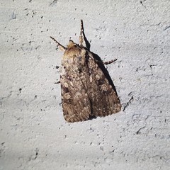 Amphipyra effusa
