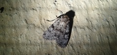 Amphipyra effusa