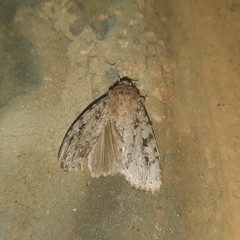 Amphipyra effusa