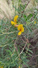 Adesmia miraflorensis