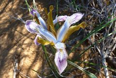 Iris longiscapa