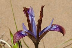 Iris longiscapa