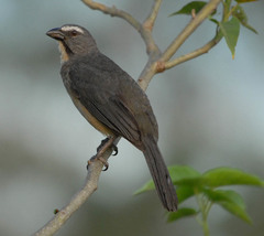 Grayish Saltator photo 4