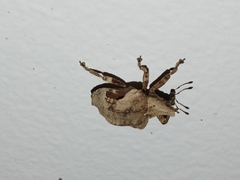 Oemethylus triangularis