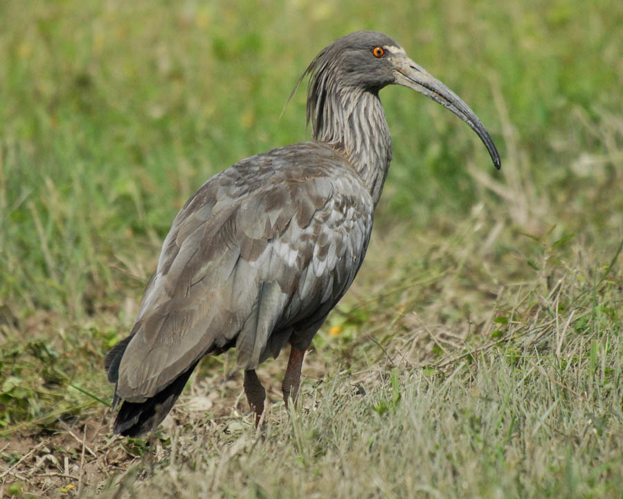 Plumbeous Ibis photo