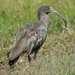 Plumbeous Ibis - Photo (c) Paul Donahue, some rights reserved (CC BY-NC), uploaded by Paul Donahue