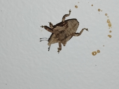 Oemethylus triangularis