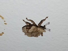 Oemethylus triangularis