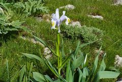 Iris magnifica
