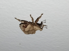 Oemethylus triangularis