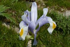 Iris magnifica