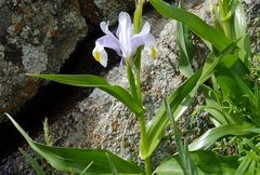 Iris magnifica