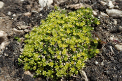 Cherleria sedoides