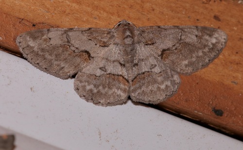 Large Purplish Gray photo 3