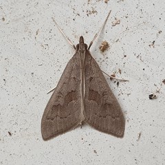 Mecyna asinalis