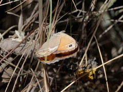 Coenonympha dorus