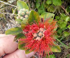 Metrosideros collina