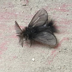 Ptilocephala plumifera