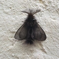 Ptilocephala plumifera