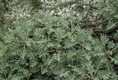 Artemisia hololeuca