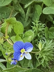 Veronica syriaca