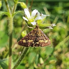 Pyrausta aurata