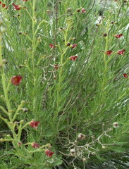 Scrophularia cretacea