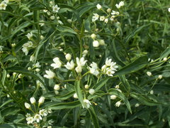 Vincetoxicum hirundinaria hirundinaria