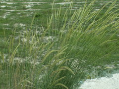 Agropyron
