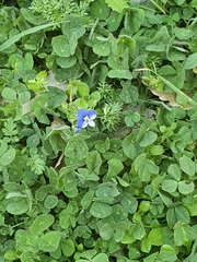 Veronica syriaca