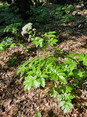 Lecokia cretica